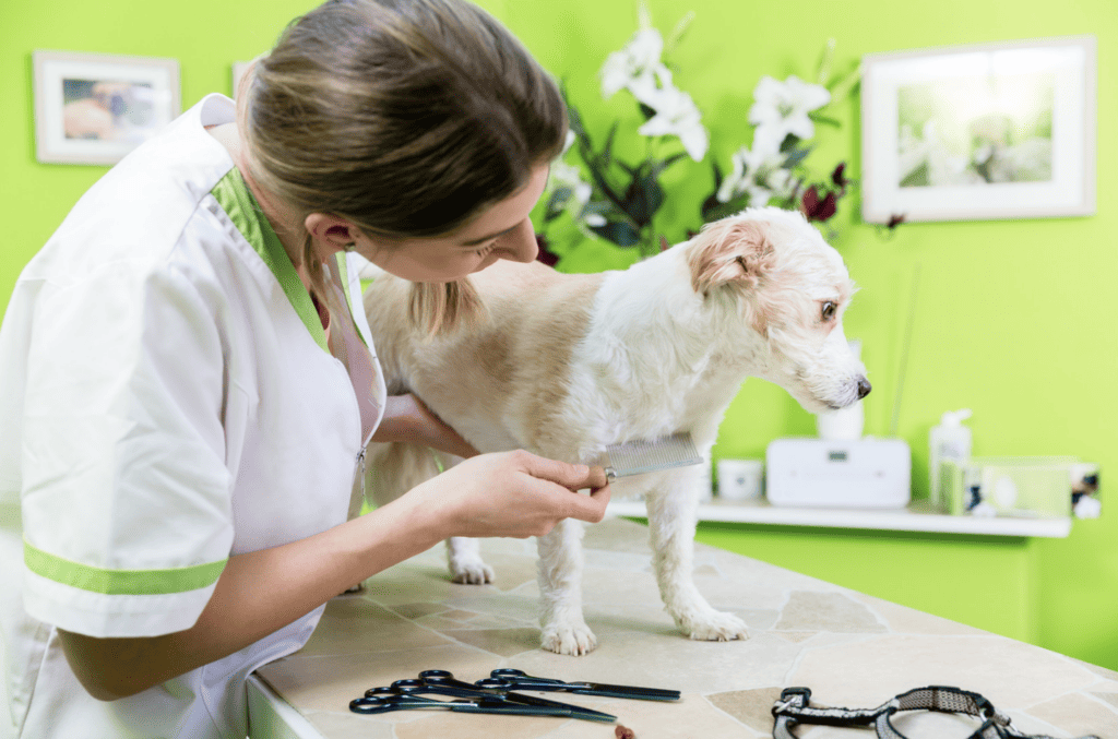 Can Your Pets Catch Head Lice? Understanding CrossSpecies Infestation